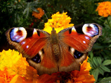 schmetterling .