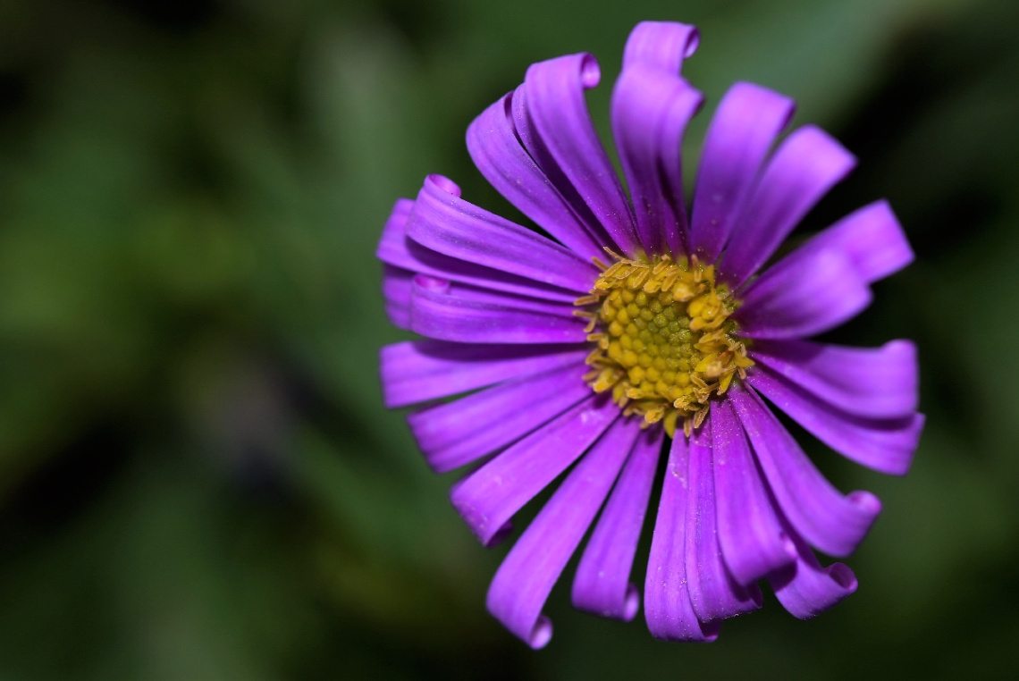 Yellow and Purple