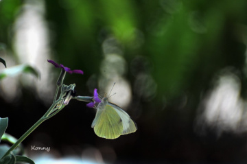 İ love purple flower 