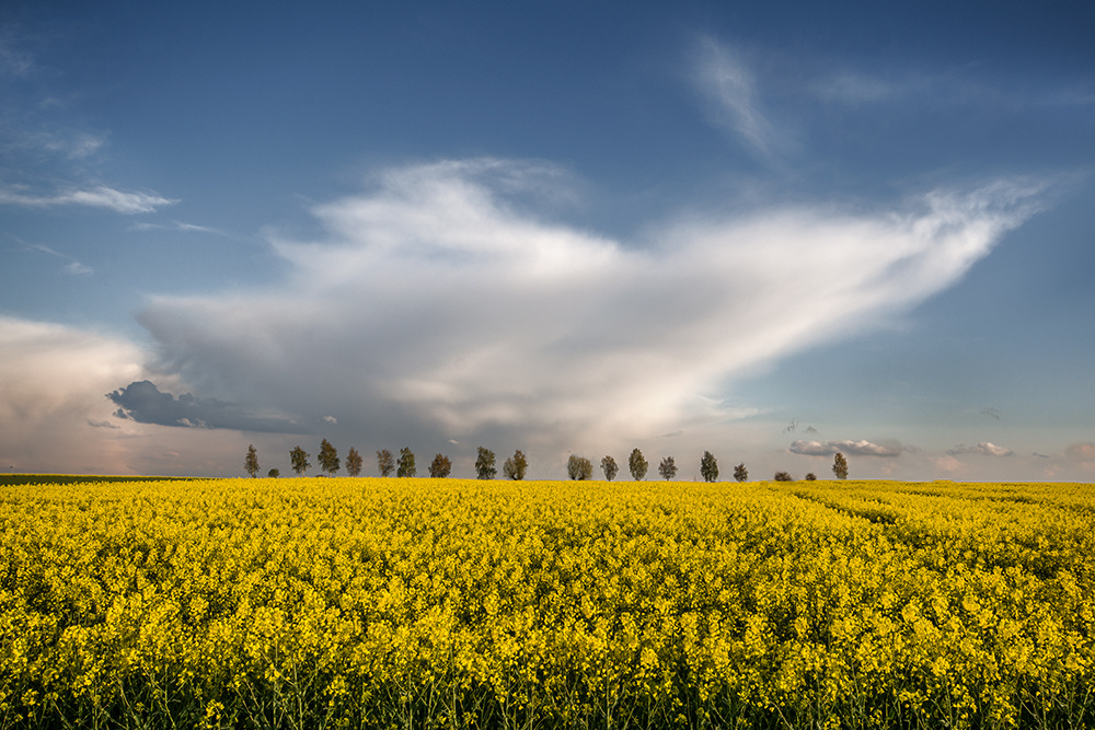Springtime Cloud
