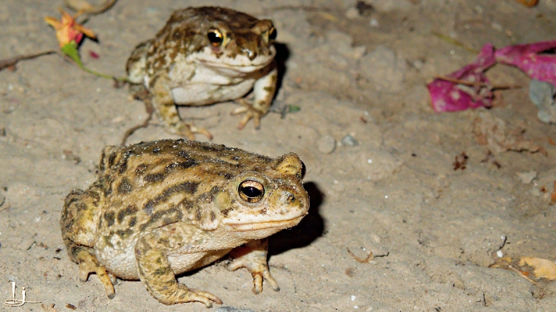 Pair