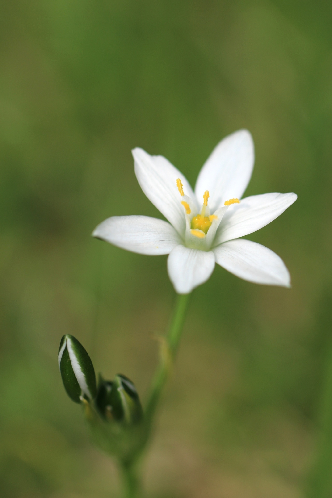 white star