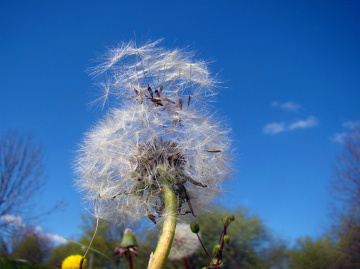 pusteblume .