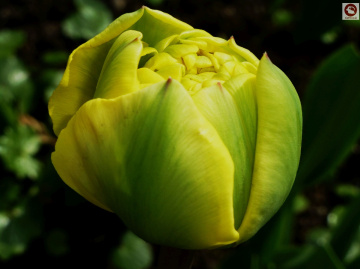 Tulpe