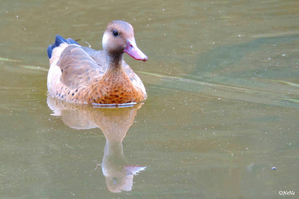 Natural Reflection