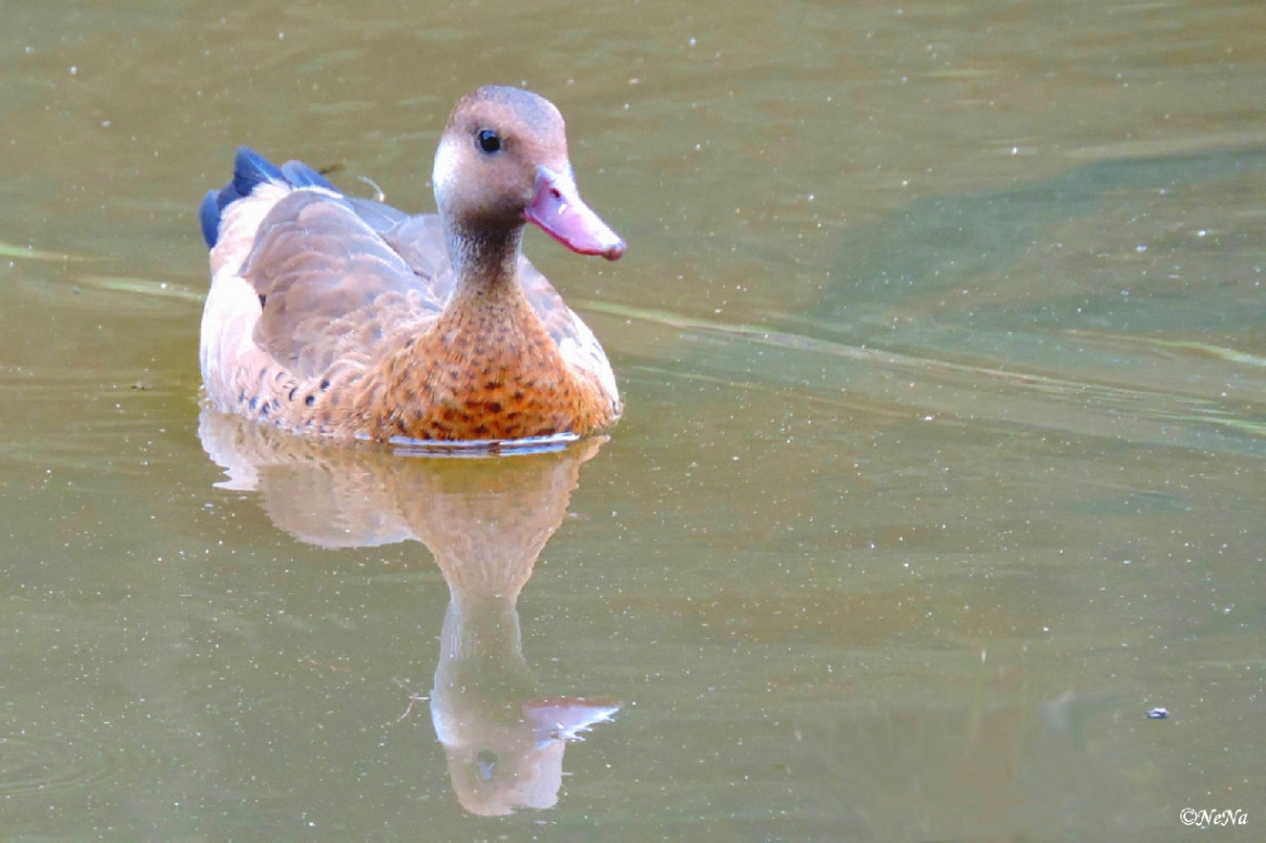 Natural Reflection