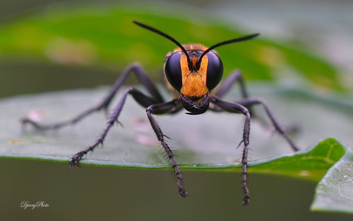 Wasp