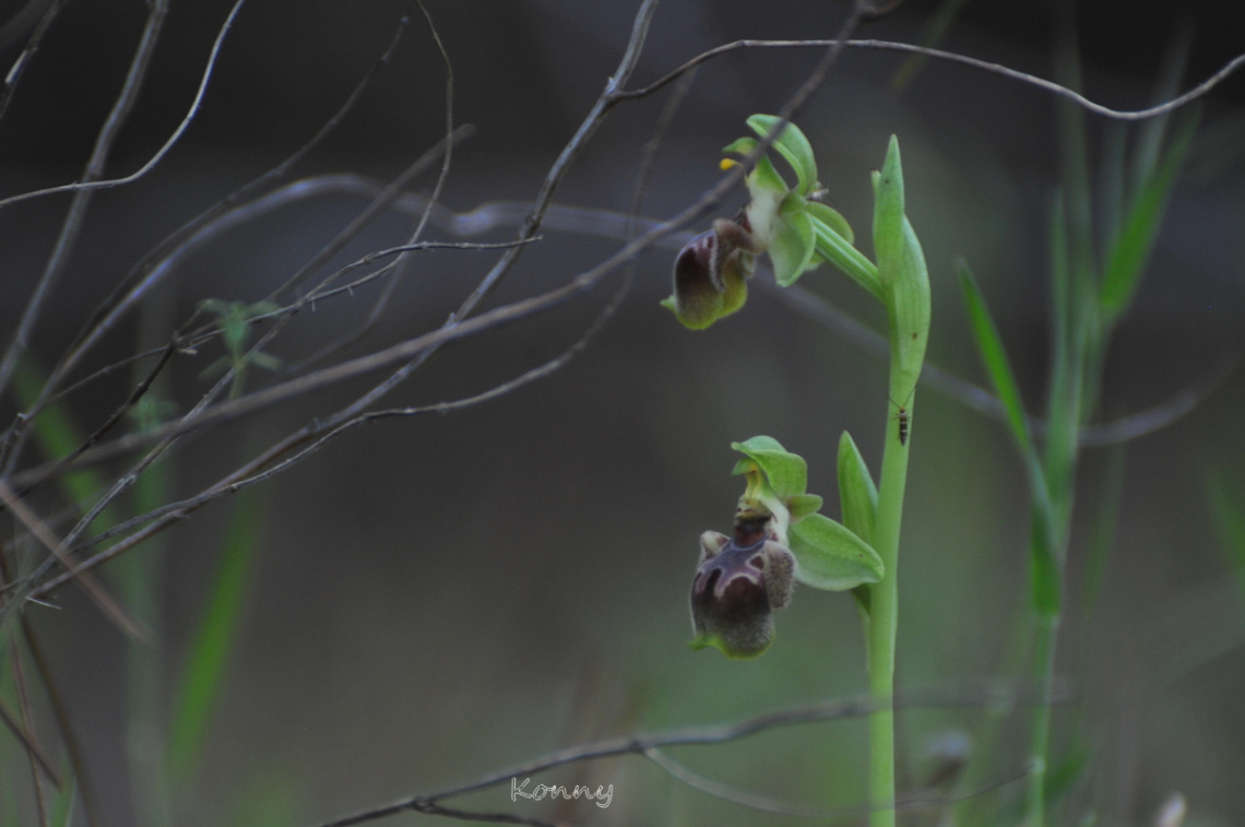 Wild Orchid Cyprus 