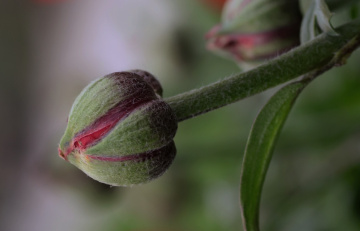 From a garden 