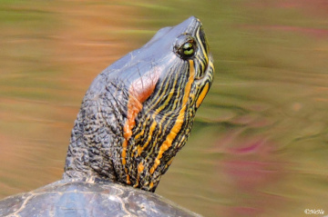 Trachemys scripta