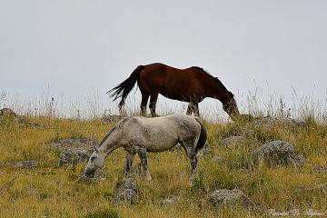 Horses in the stones