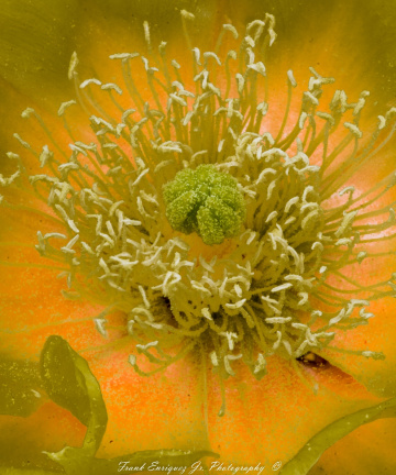 Macro'd Sonoran Desert Plant