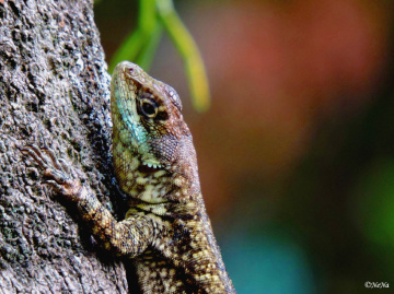 Lizard
