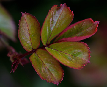 A leaf moment...