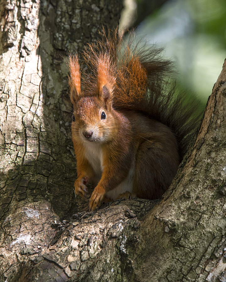 European Red Squirrel