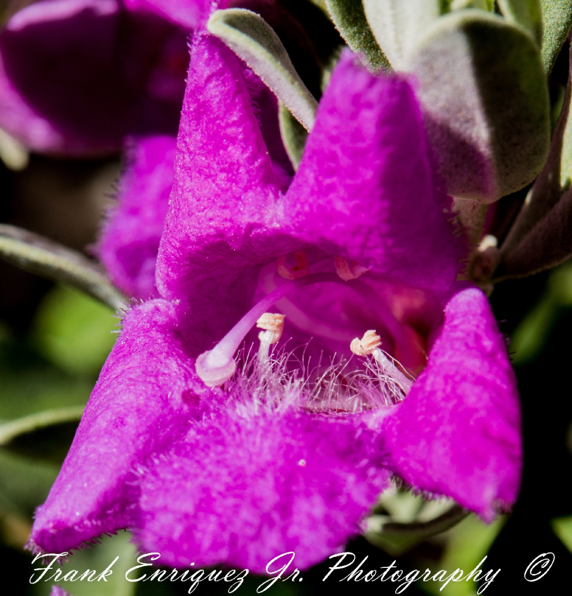 Macro'd Sonoran Desert Plant