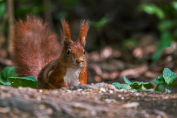 Squirrel