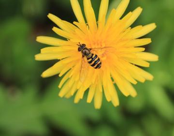 yellow synchro
