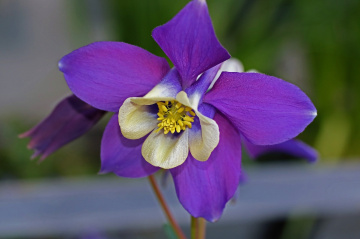 Purple/White/Yellow