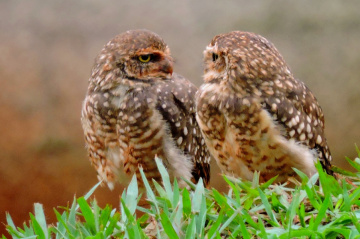 Talking