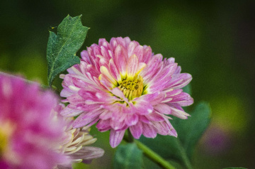 Chrysanthemum