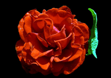 blüte.