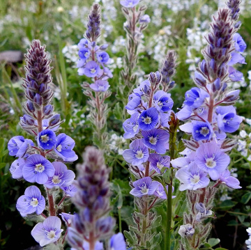 Lavandula.....
