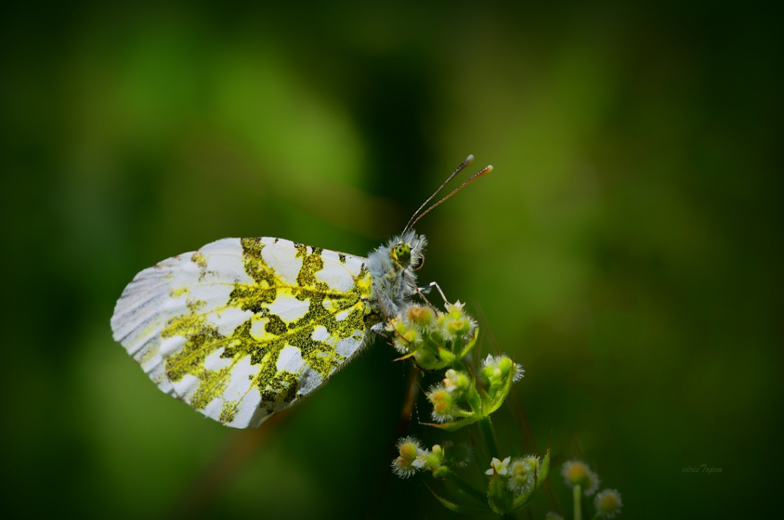 MİNİ MİNİ MİNİKLER 025