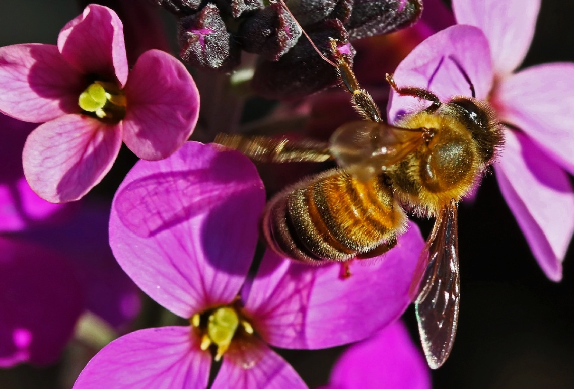 Among pink flowers 