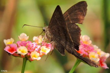 Hesperiidae VII
