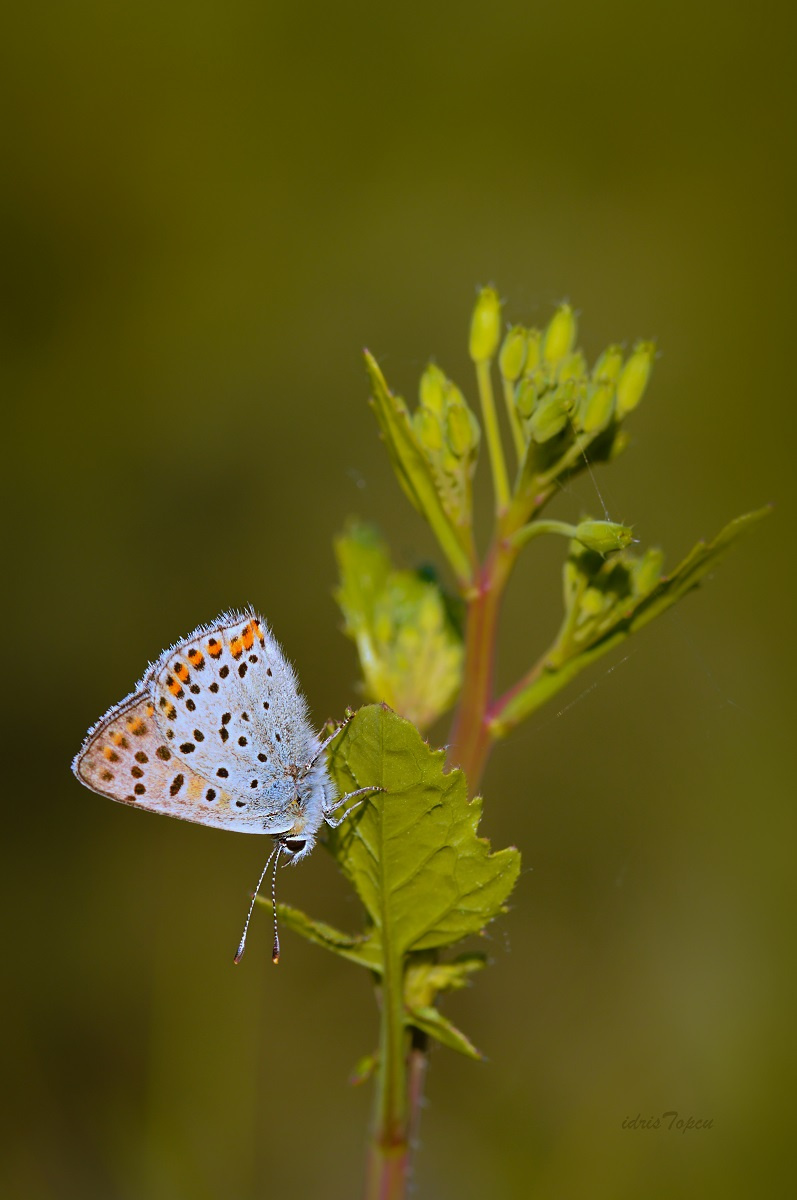 MİNİ MİNİ MİNİKLER 025