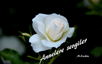 Annelere