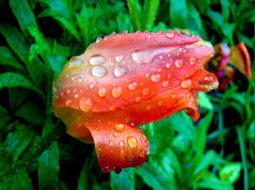 nach dem regen .