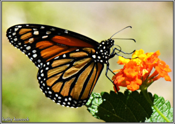 Monarch Butterfly on Lantana