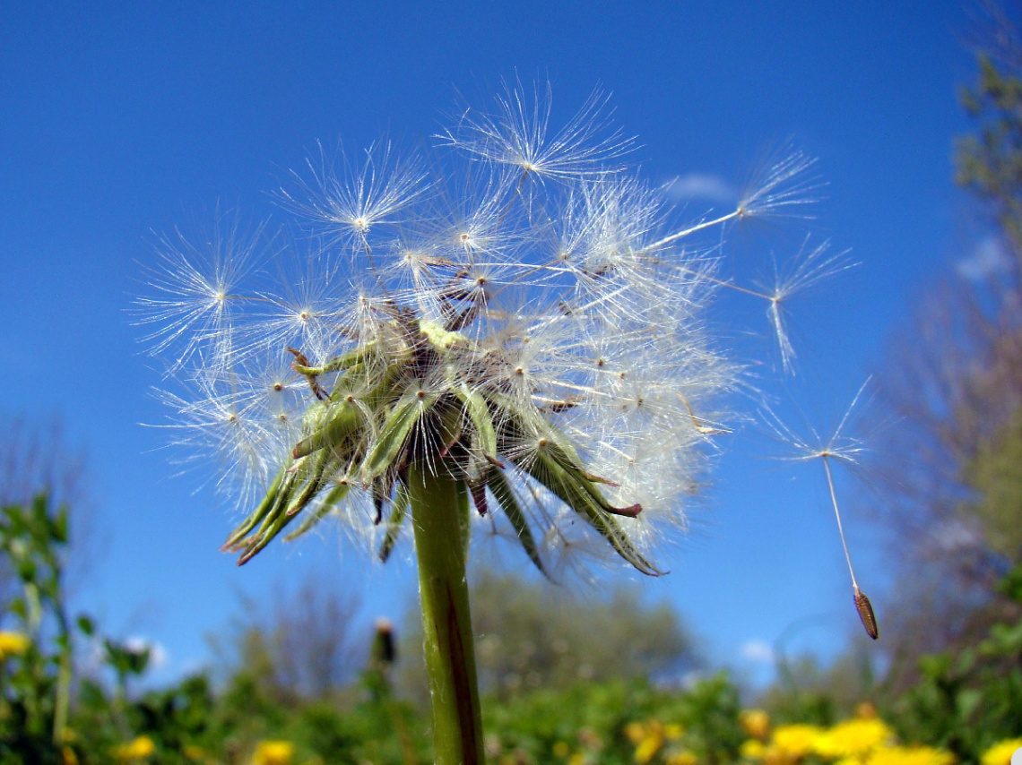 pusteblume.