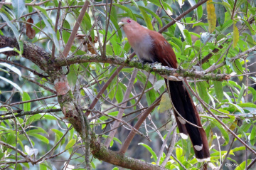Squirrel Cuckoo