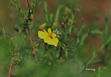 yellow wildflower