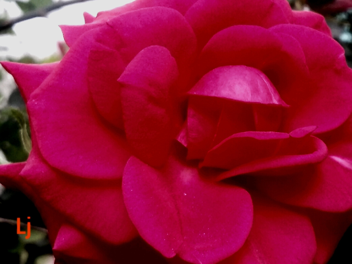 inside the beauty