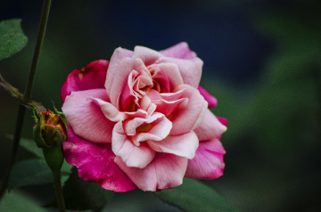 Rose (Beauty of Nature)