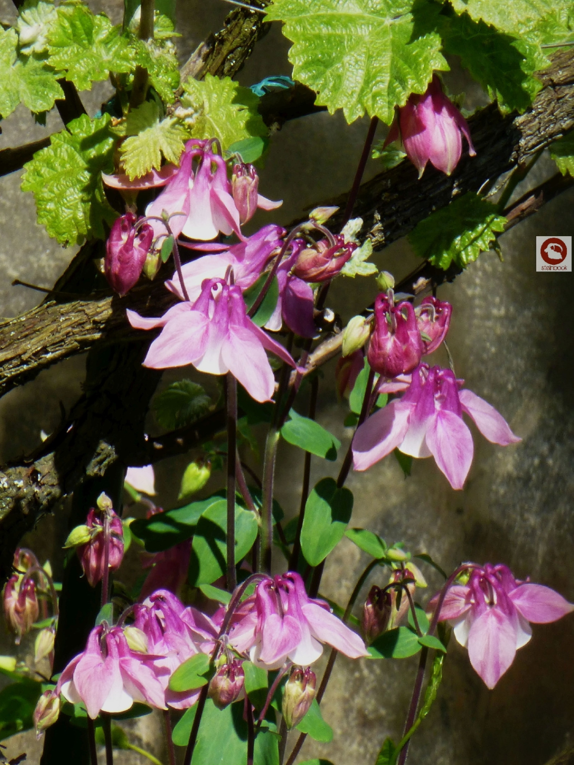 In Nachbars Garten