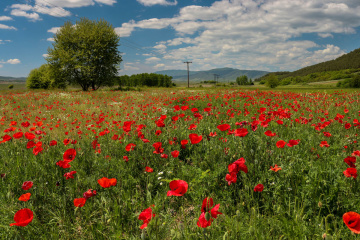 Red beauty