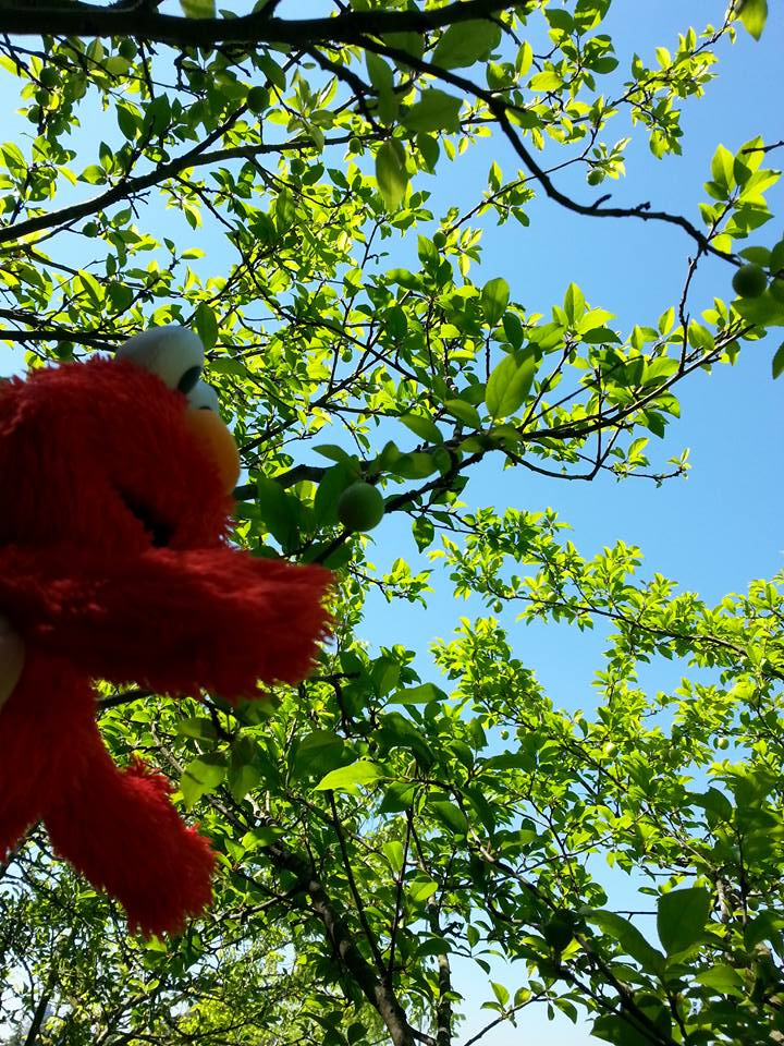 7 Tane Erik Ağacı..