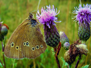 schmetterling ..