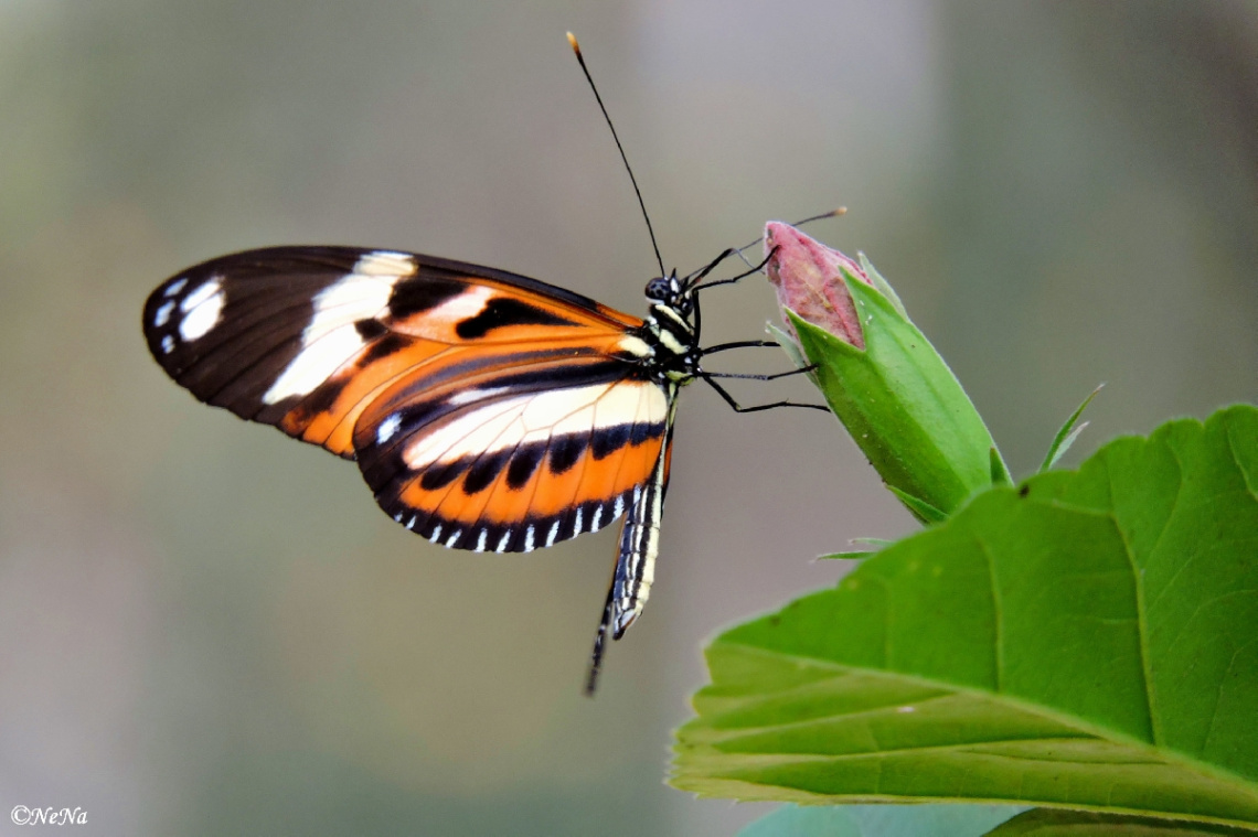 Tiger Longwing