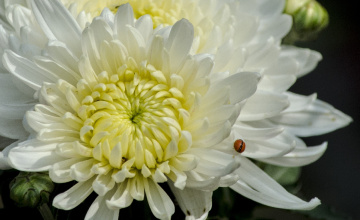 Chrysanthemum