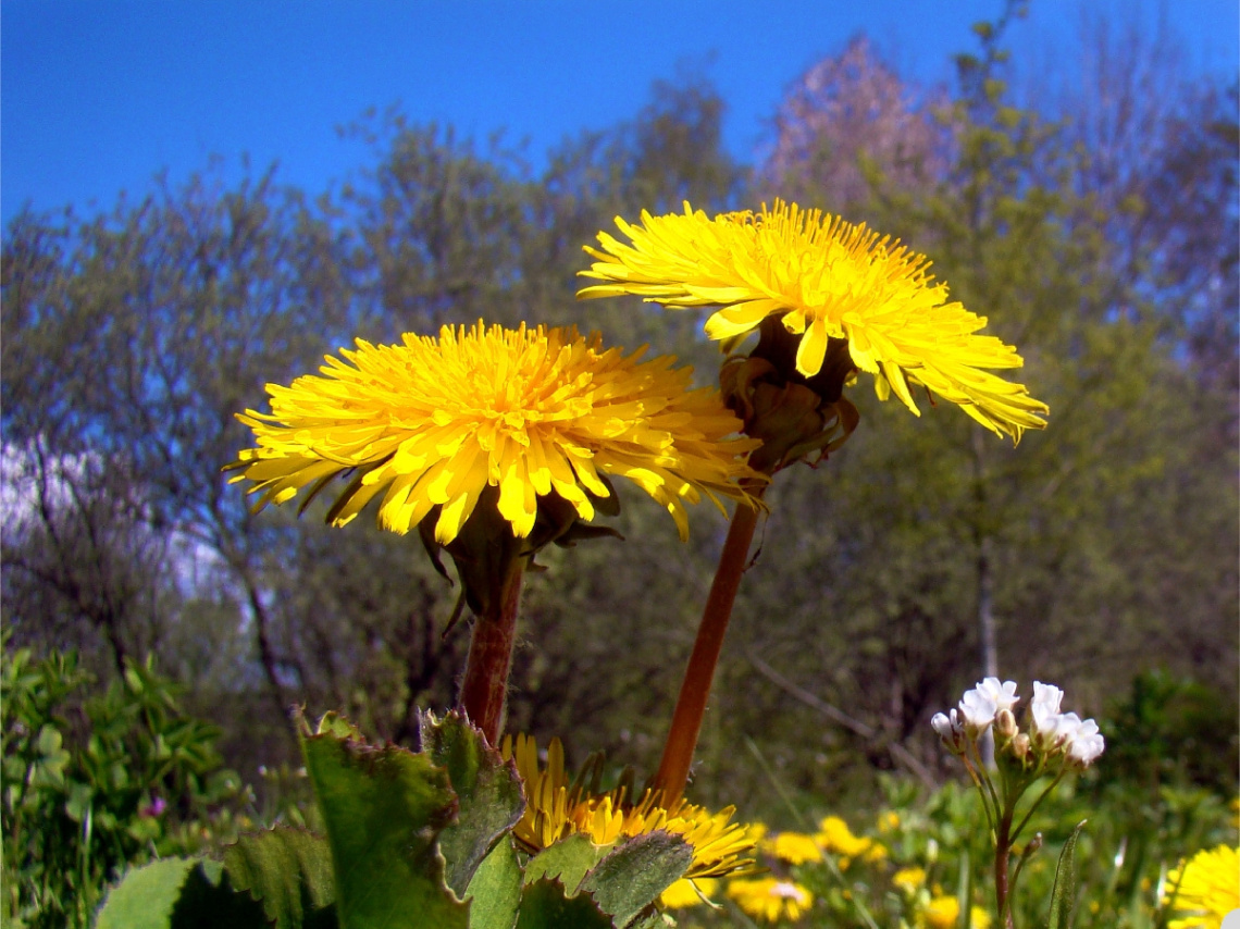 auf einer wiese 