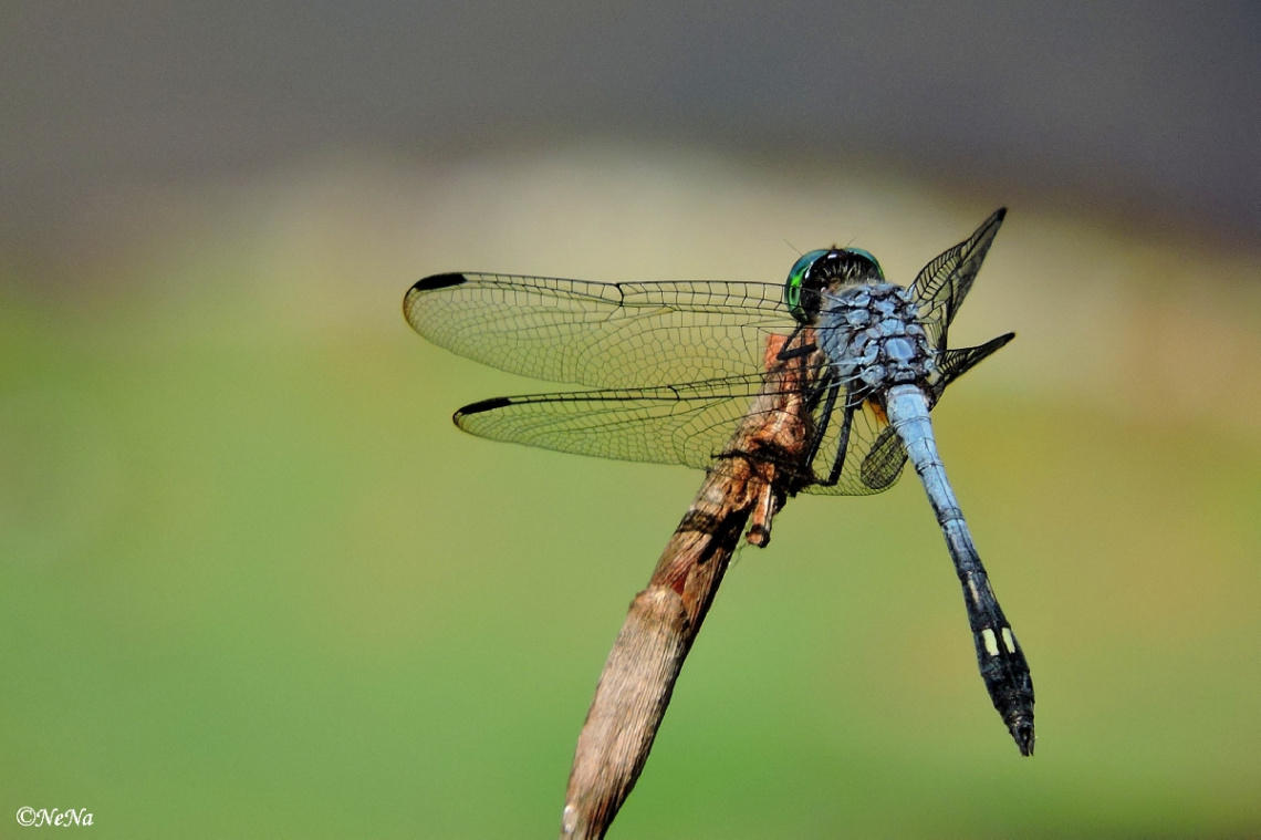 Blue Dragonfly