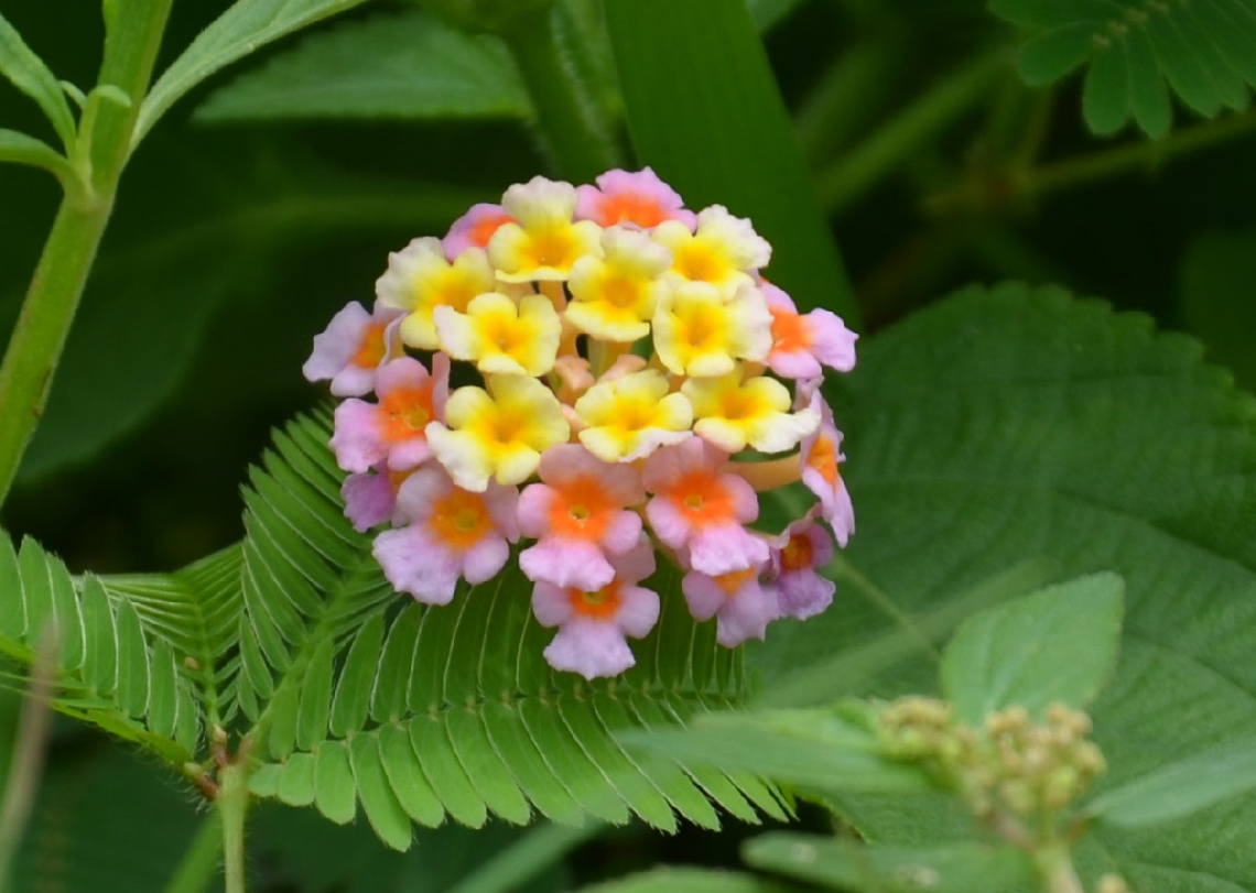 Lantana / Sand-Verbenas
