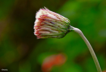 The beginning of the dandelion