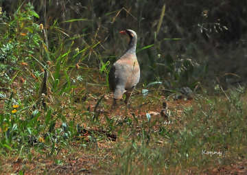 partridge & one of children.. 